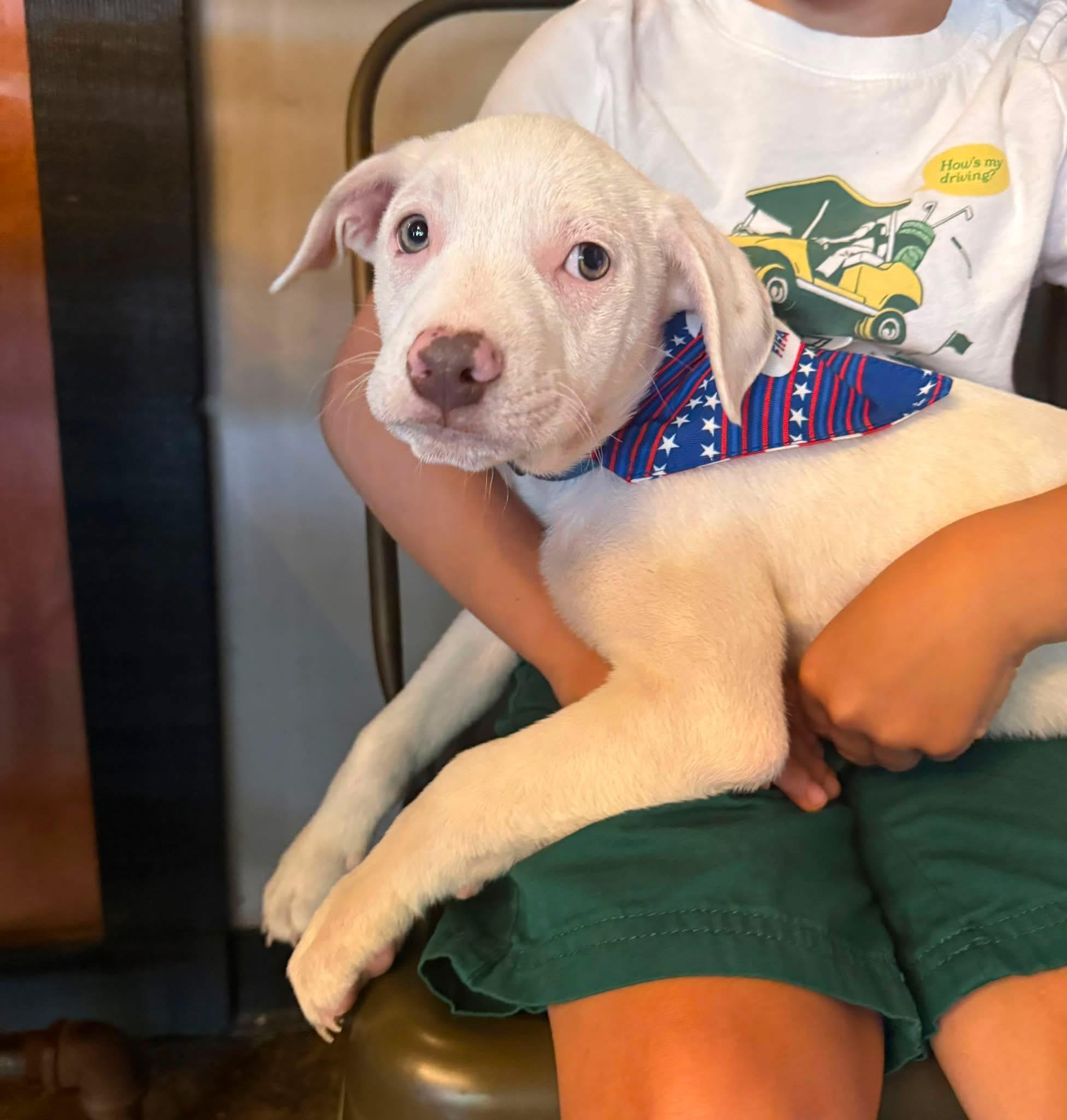 Enlarge Olaf, a ADOPTABLE mixed breed in Collingswood, NJ image 2/4