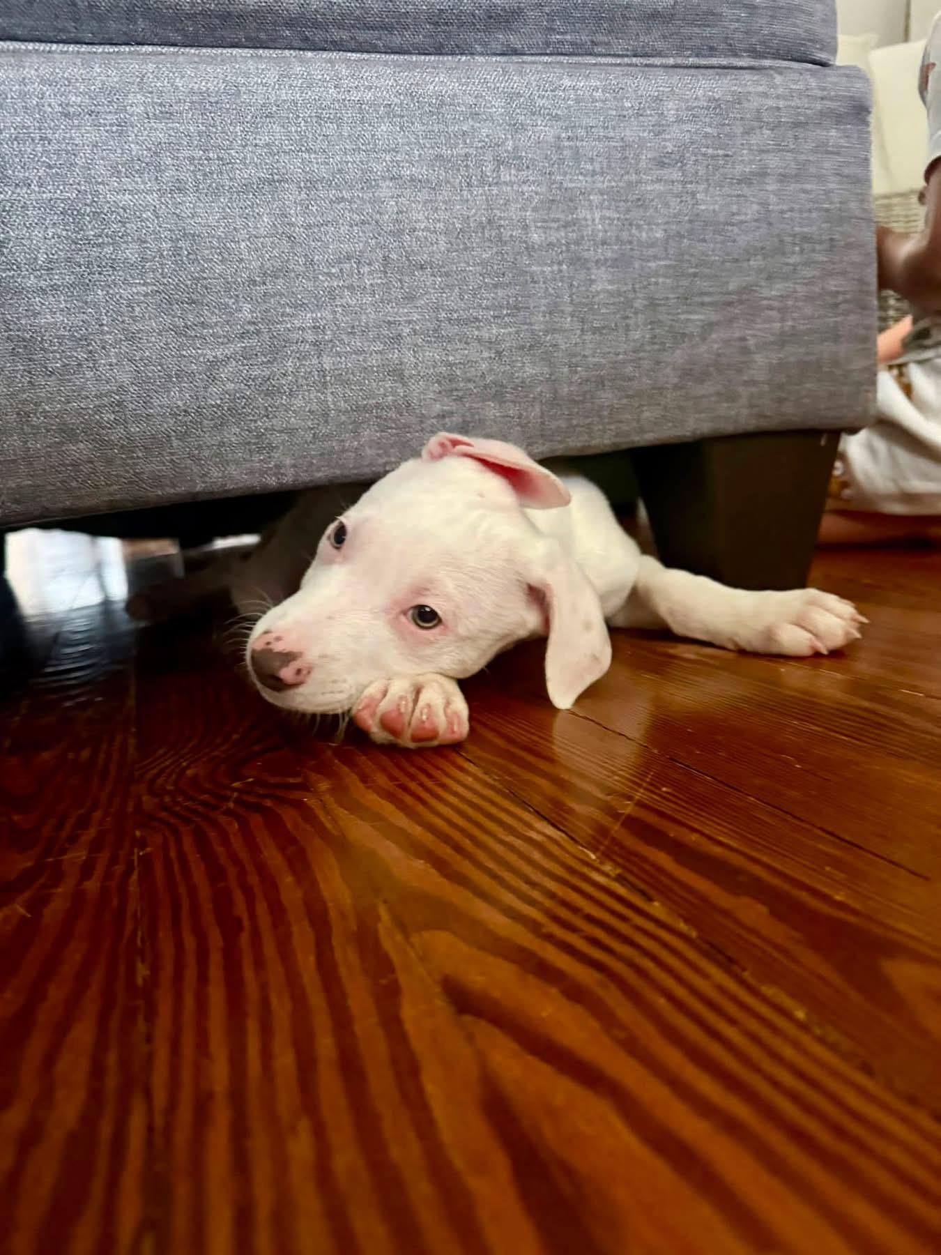 Enlarge Olaf, a ADOPTABLE mixed breed in Collingswood, NJ image 4/4