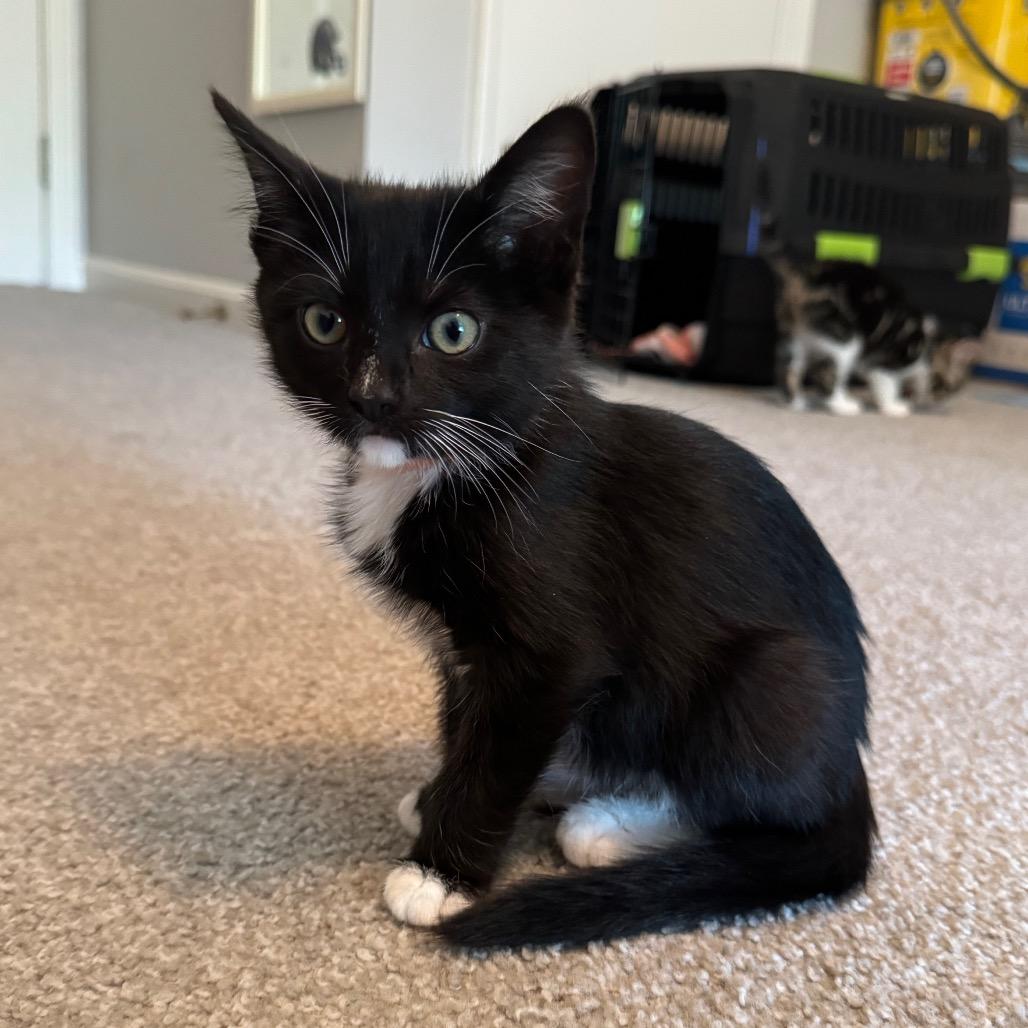 Grapefruit, a Adoptable Domestic Short Hair in La Grange, KY image 1/2