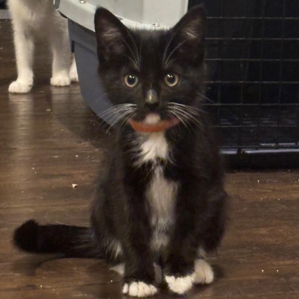 Grapefruit, a Adoptable Domestic Short Hair in La Grange, KY image 2/2