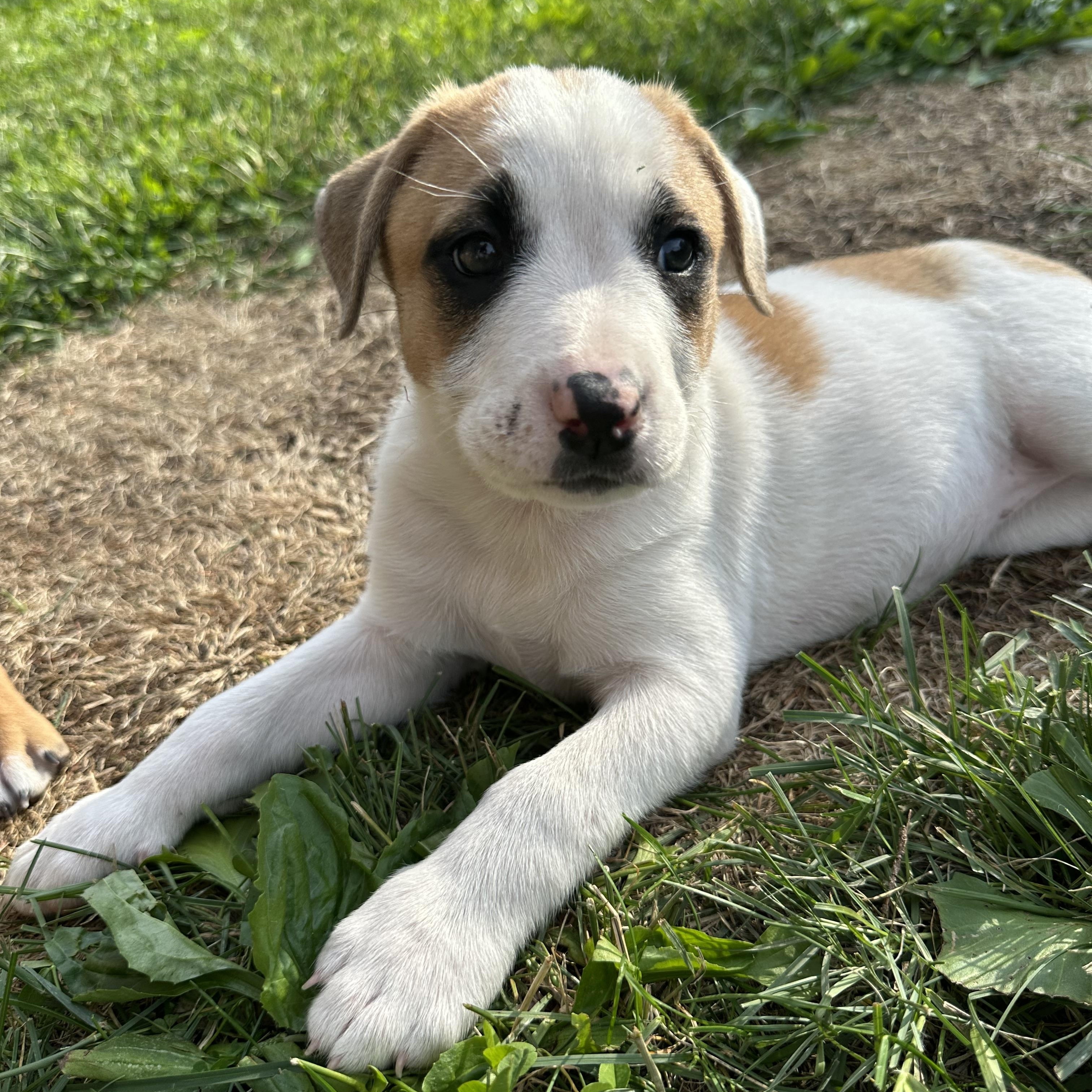 Canela, Adoptable, Puppy Female Mixed Breed.