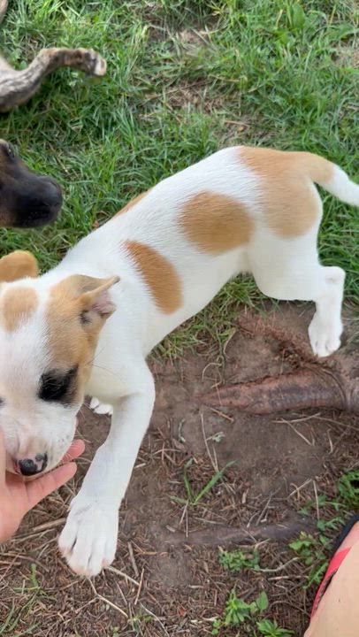 Enlarge Canela, a Adoptable mixed breed in Iron River, MI video 3/3