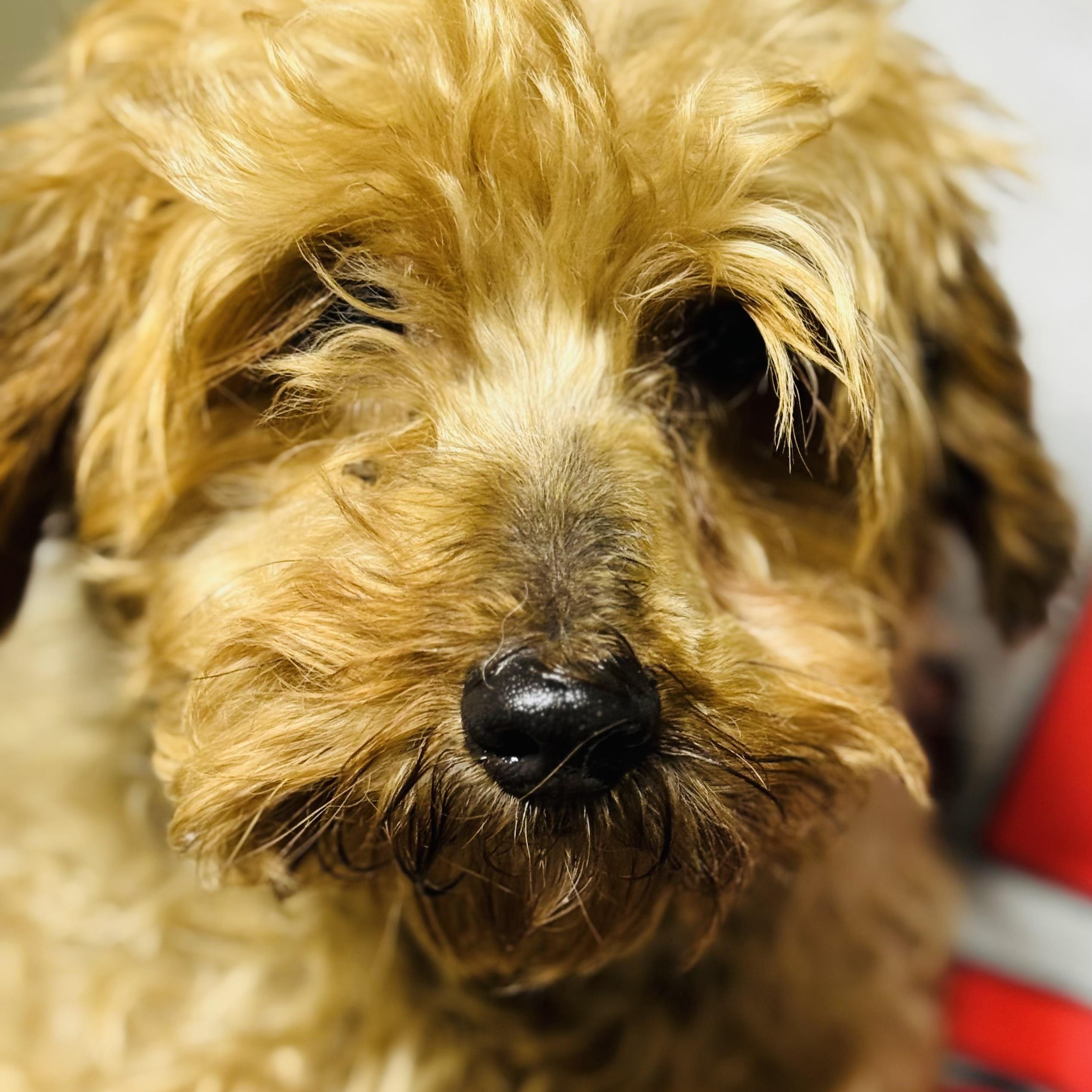 Enlarge Mia, a Adoptable mixed breed in Oak Bluffs, MA image 1/1