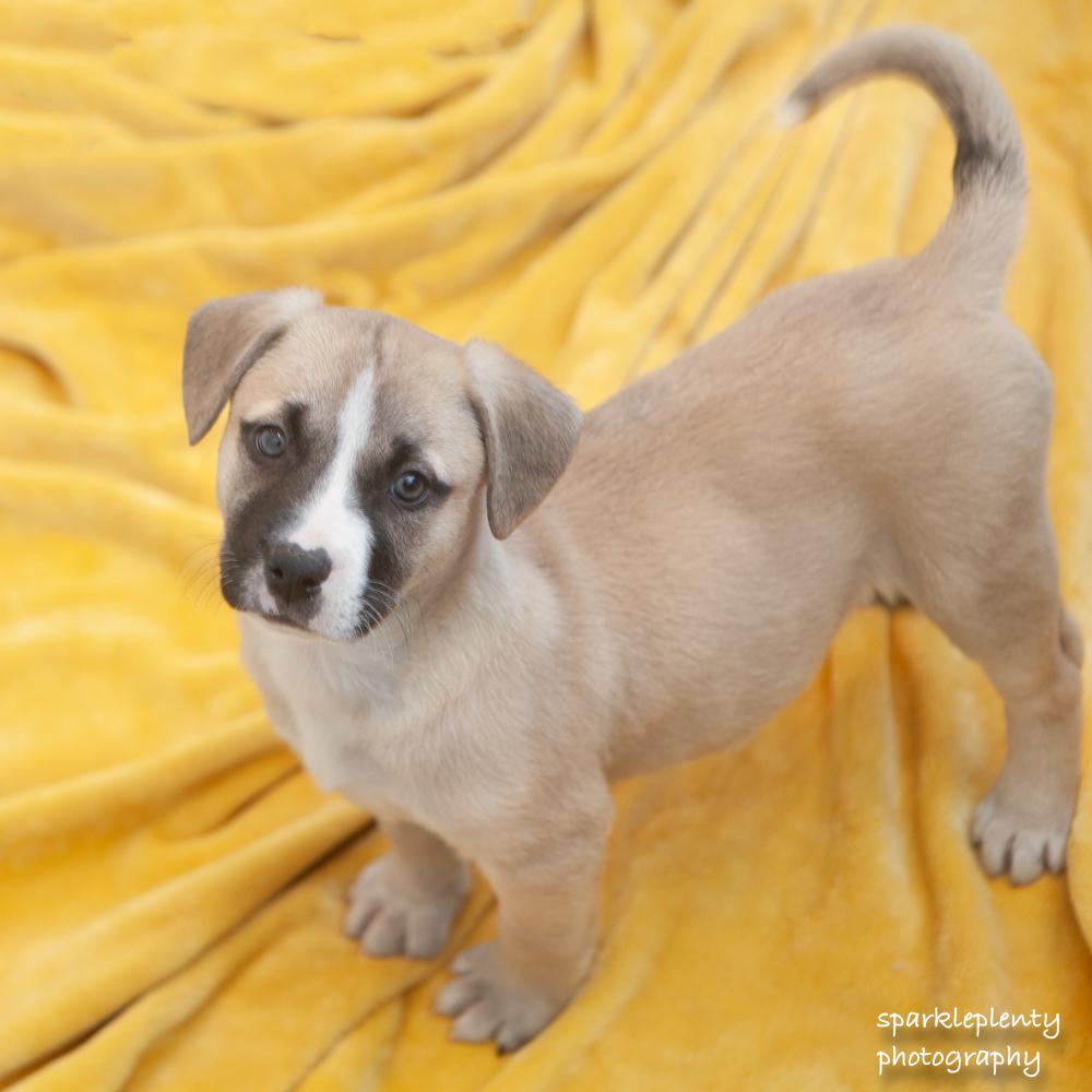 Cozy, Adoptable, Puppy Male Mixed Breed.