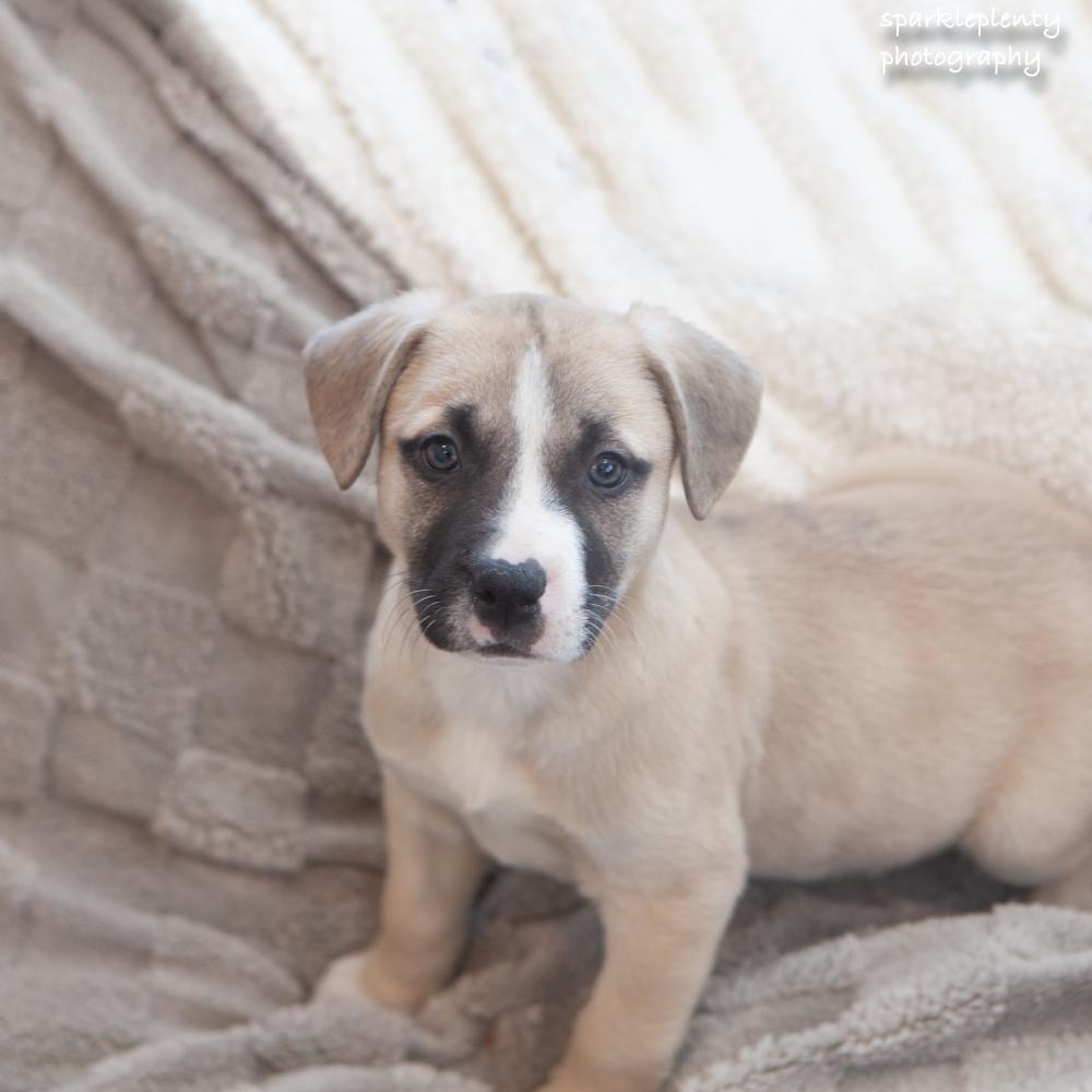 Enlarge Cozy, a Adoptable Mixed Breed in Ridgefield, CT image 2/4