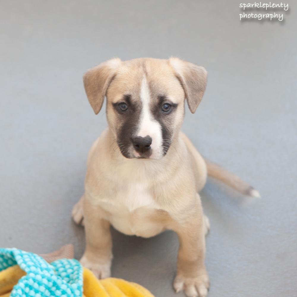 Enlarge Cozy, a Adoptable Mixed Breed in Ridgefield, CT image 3/4