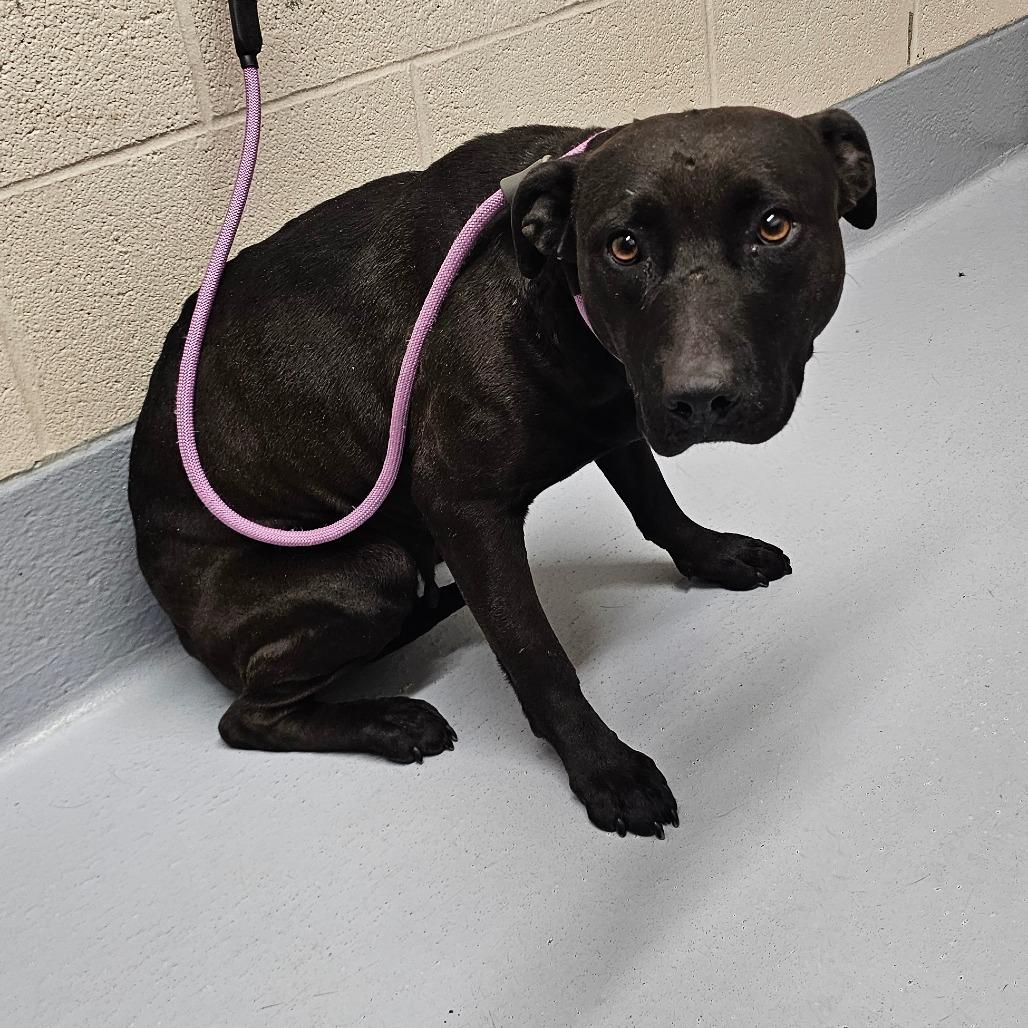 Cora, Adoptable, Adult Female Pit Bull Terrier.