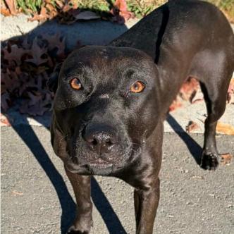 Enlarge Cora, a Adoptable mixed breed in Concord, NC image 2/6
