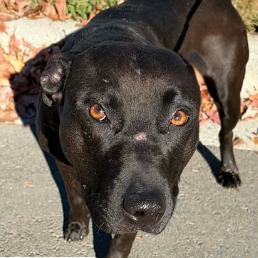 Enlarge Cora, a Adoptable mixed breed in Concord, NC image 3/6