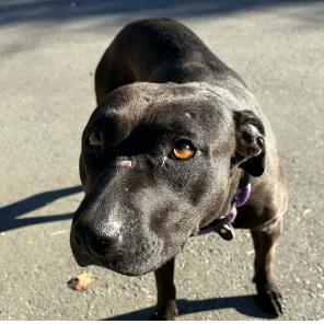 Enlarge Cora, a Adoptable mixed breed in Concord, NC image 5/6