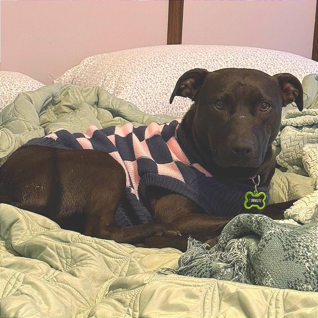 Enlarge Cora, a Adoptable mixed breed in Concord, NC image 6/6