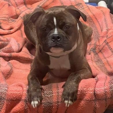 Orang, Adoptable, Adult Male Boxer.