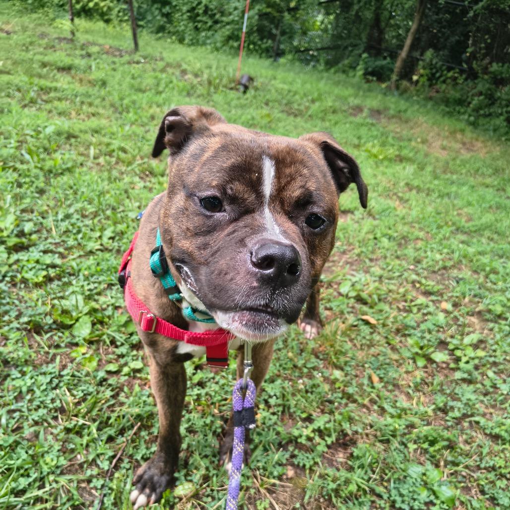 Enlarge Orang, a Adoptable Boxer in Baltimore, MD image 2/5