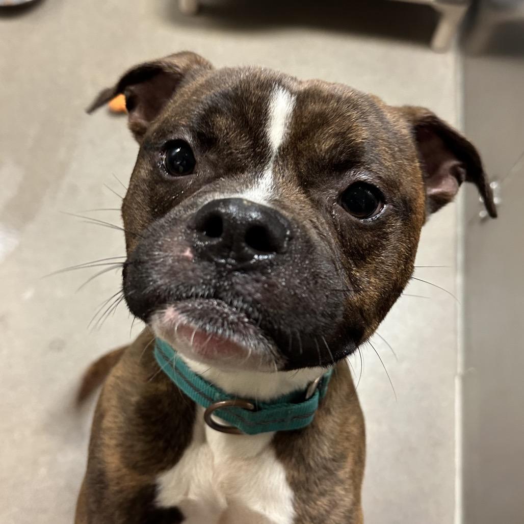 Enlarge Orang, a Adoptable Boxer in Baltimore, MD image 3/5