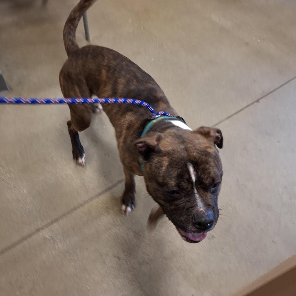 Enlarge Orang, a Adoptable Boxer in Baltimore, MD image 4/5