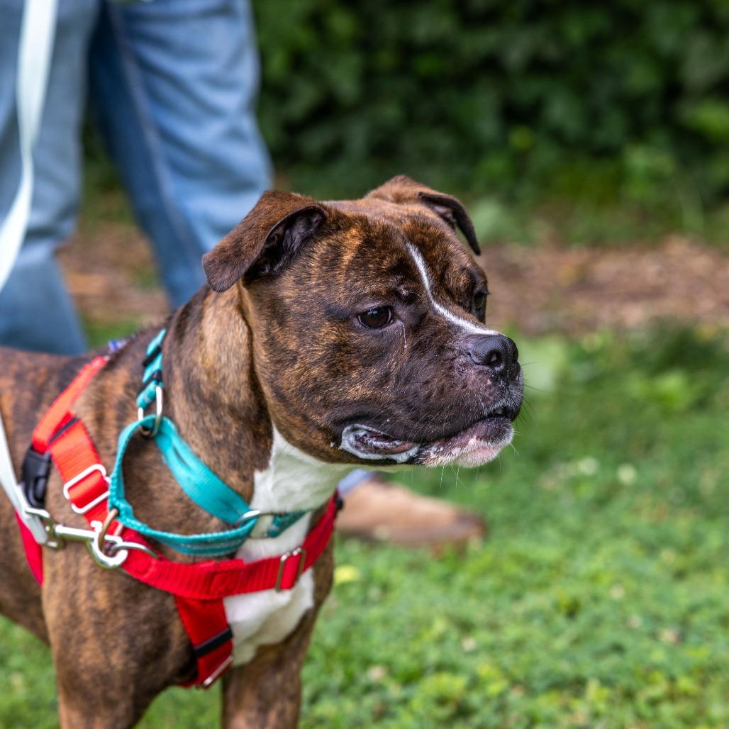 Enlarge Orang, a Adoptable Boxer in Baltimore, MD image 5/5
