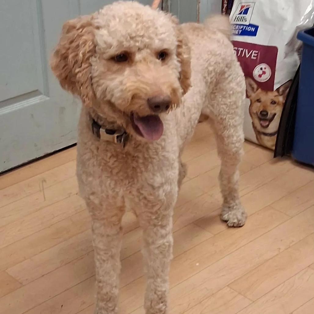Nemo, Adoptable, Adult Male Golden Retriever & Poodle.