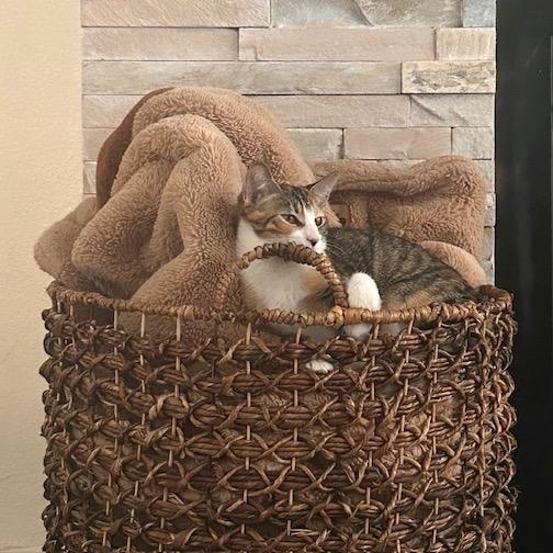 Enlarge Baby Girl, a Adoptable Calico in Loma Linda, CA image 4/6