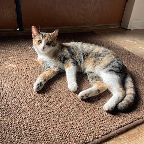 Baby Girl, Adoptable, Kitten Female Calico.