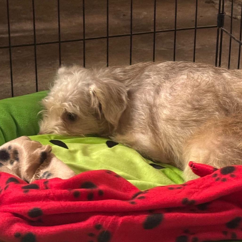 Blossom, Adoptable, Adult Female Terrier.