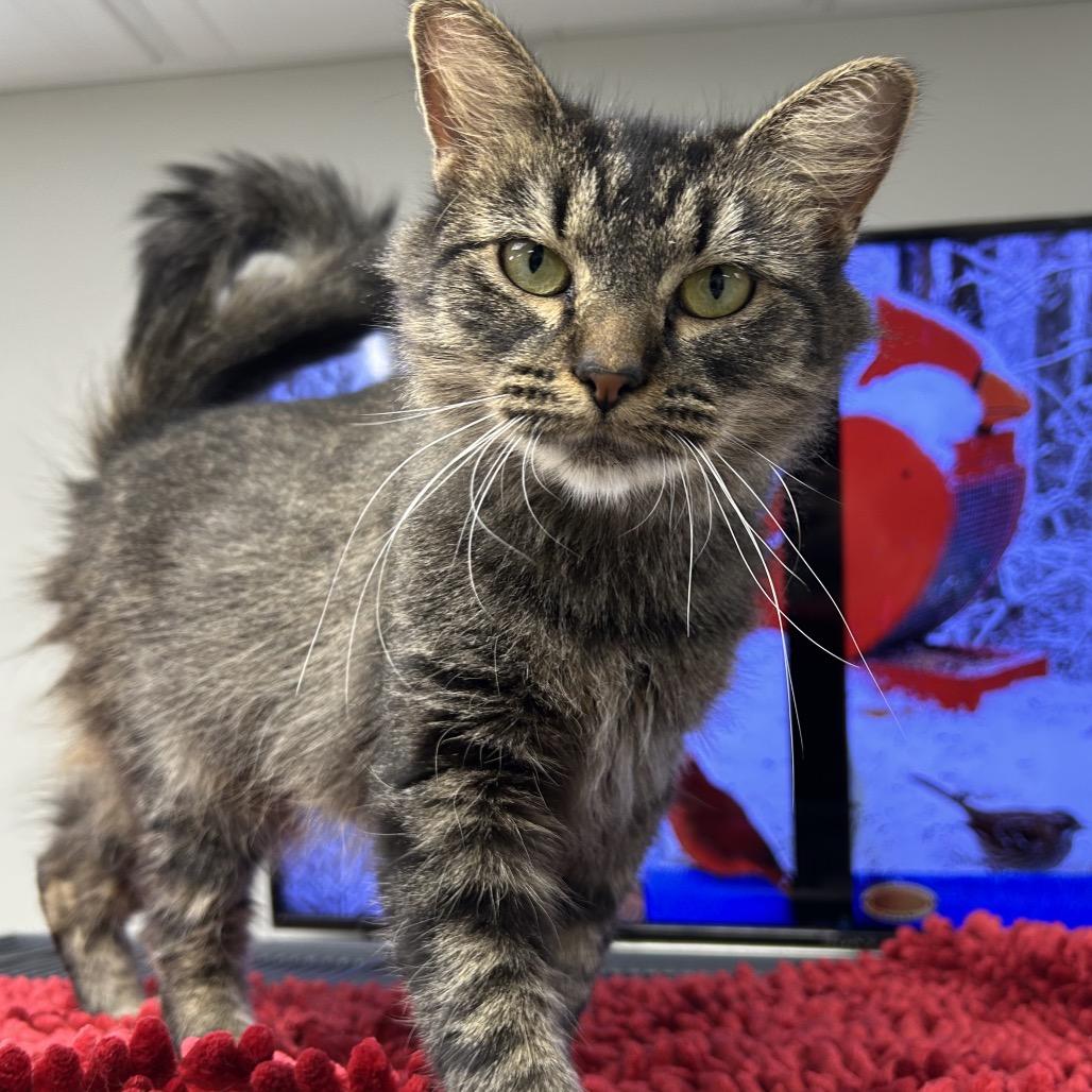 Enlarge Clover, a Adoptable Domestic Short Hair in Hannibal, MO image 1/1