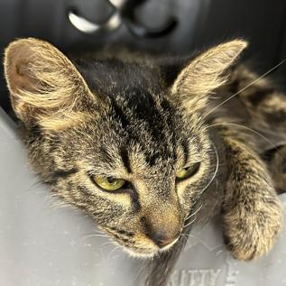 Clover, Adoptable, Young Female Domestic Short Hair.