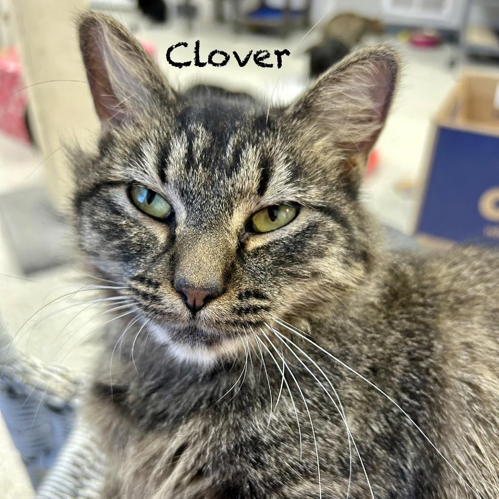 Enlarge Clover, a Adoptable Domestic Short Hair in Hannibal, MO image 2/3