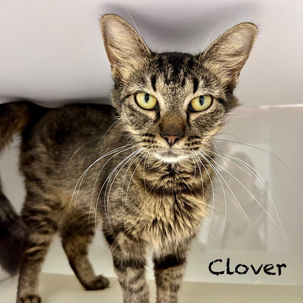 Enlarge Clover, a Adoptable Domestic Short Hair in Hannibal, MO image 3/3