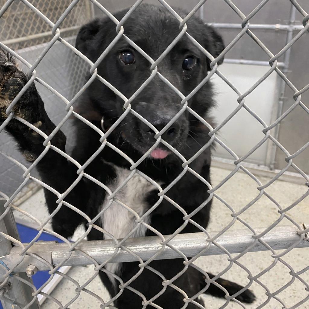 Tucker, Adoptable, Adult Male Shepherd & Australian Cattle Dog / Blue Heeler.