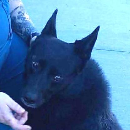 Enlarge Tucker, a Adoptable mixed breed in Marion, VA image 2/6