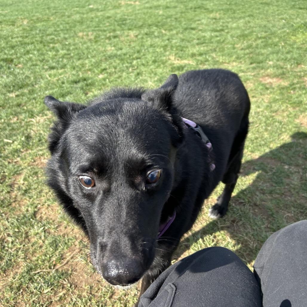 Enlarge Tucker, a Adoptable mixed breed in Marion, VA image 3/6