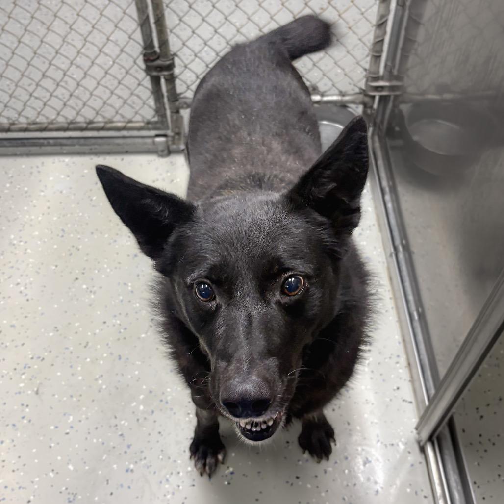 Enlarge Tucker, a Adoptable mixed breed in Marion, VA image 4/6