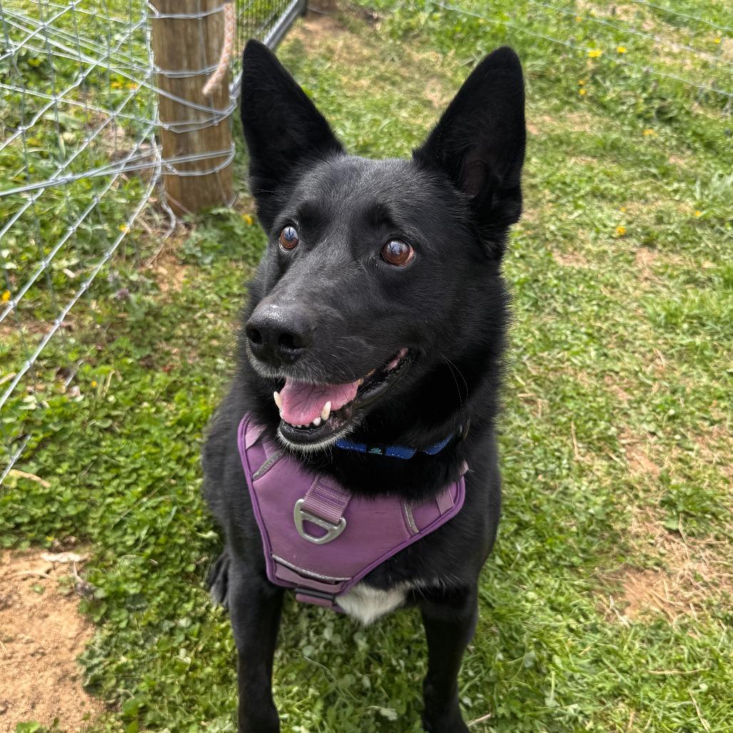 Enlarge Tucker, a Adoptable mixed breed in Marion, VA image 5/6