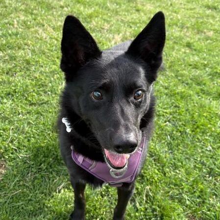 Enlarge Tucker, a Adoptable mixed breed in Marion, VA image 5/6