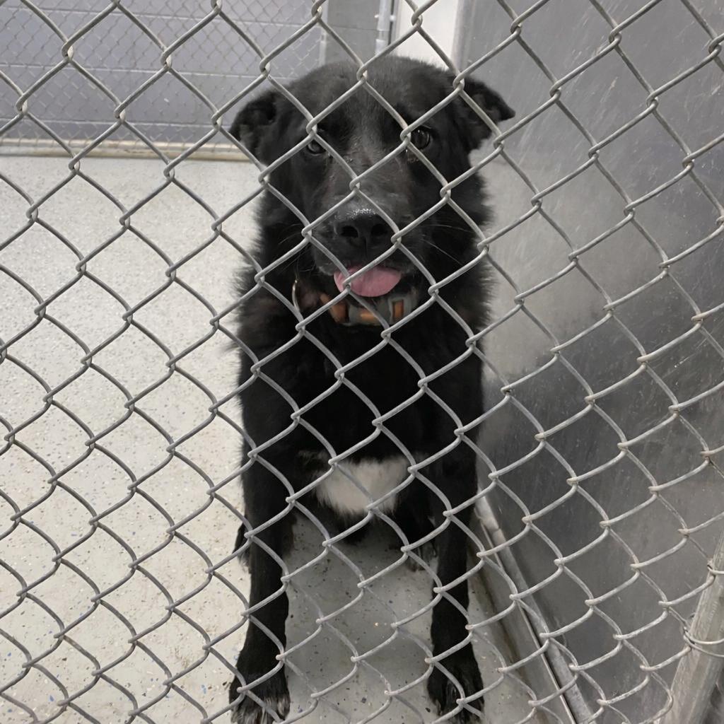 Enlarge Tucker, a Adoptable mixed breed in Marion, VA image 6/6