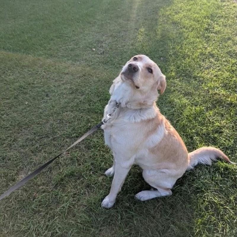 Trixie, Adoptable, Young Female Labrador Retriever.