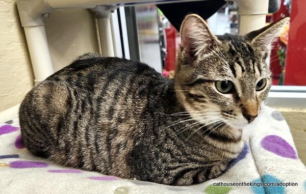 Pleasure, Adoptable, Young Female Tabby.