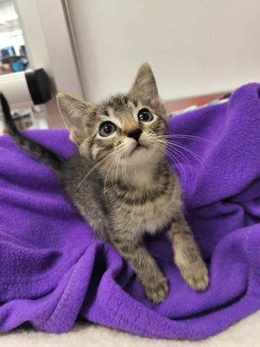 Pleasure, Adoptable, Young Female Tabby.