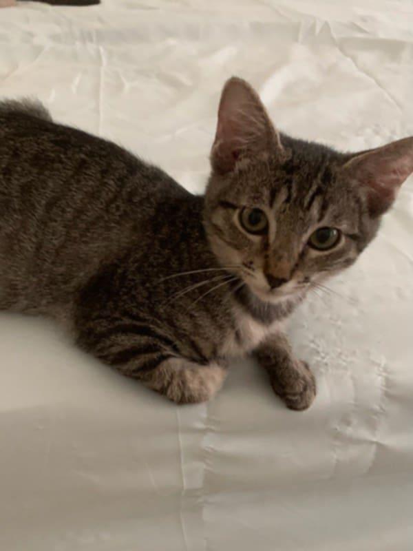 Pleasure, a Adoptable Tabby in Parlier, CA image 2/6