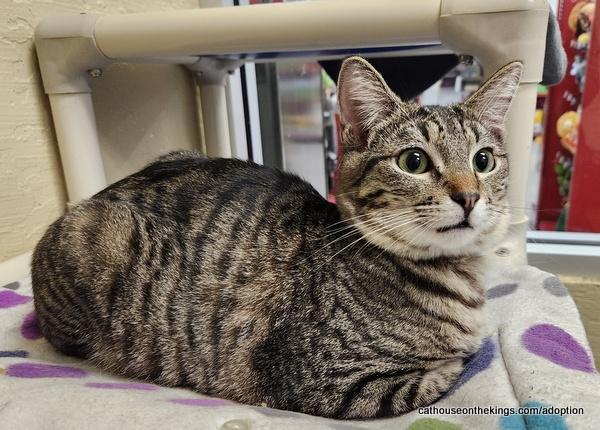 Pleasure, a Adoptable Tabby in Parlier, CA image 3/6