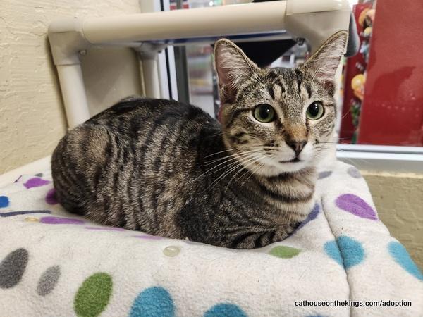 Pleasure, a Adoptable Tabby in Parlier, CA image 5/6