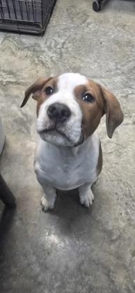 Enlarge Roll, a Adoptable mixed breed in Paducah, KY image 1/1