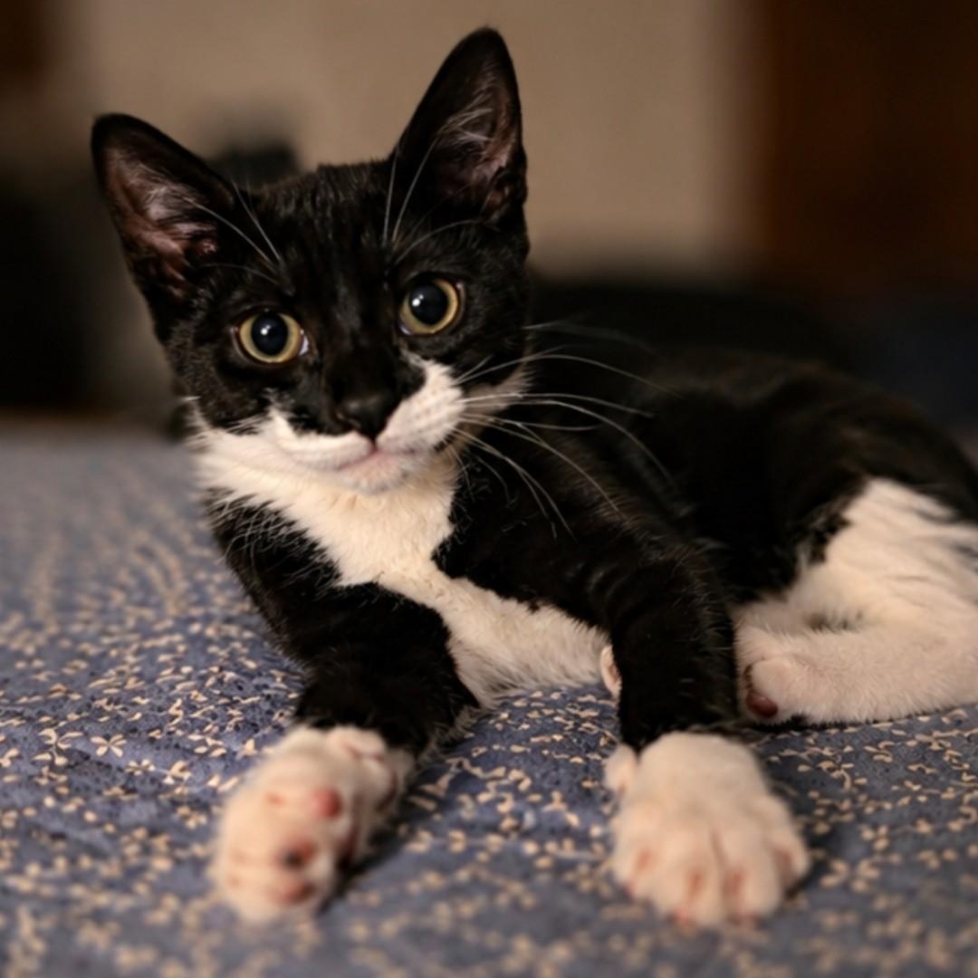 Enlarge Tinker, a ADOPTABLE Domestic Short Hair in West Orange, NJ image 3/3
