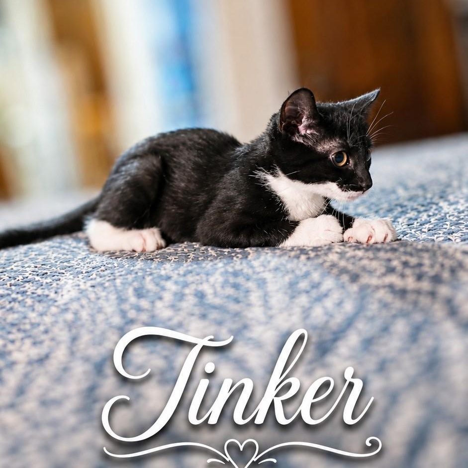Enlarge Tinker, a ADOPTABLE Domestic Short Hair in West Orange, NJ image 2/3