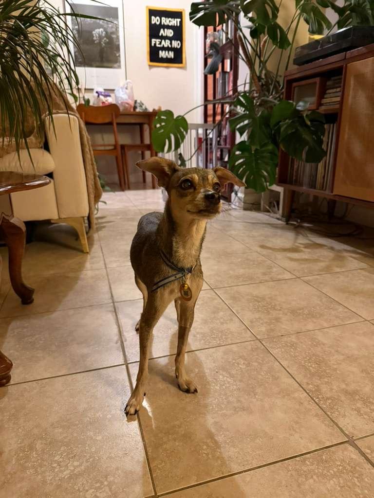 Enlarge CUPCAKE, a Adopted mixed breed in Washington, DC image 4/6