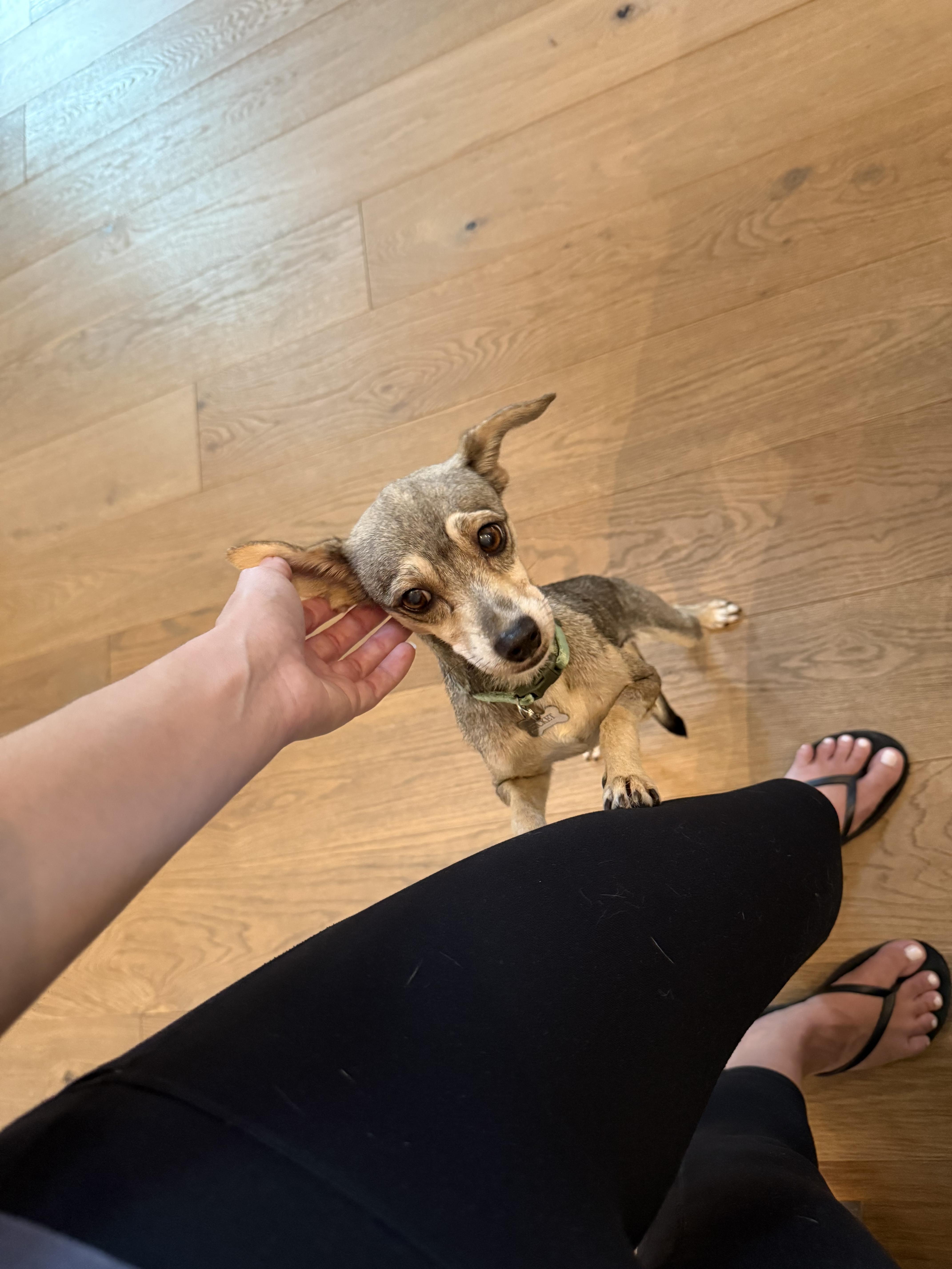 Enlarge CUPCAKE, a Adopted mixed breed in Washington, DC image 2/6