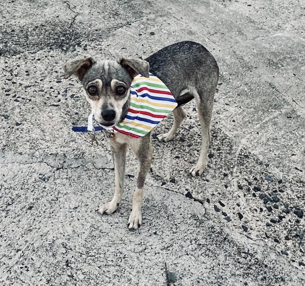 Enlarge CUPCAKE, a Adopted mixed breed in Washington, DC image 1/6