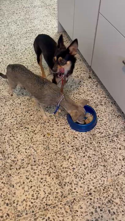 Enlarge CUPCAKE, a Adopted mixed breed in Washington, DC video 6/6