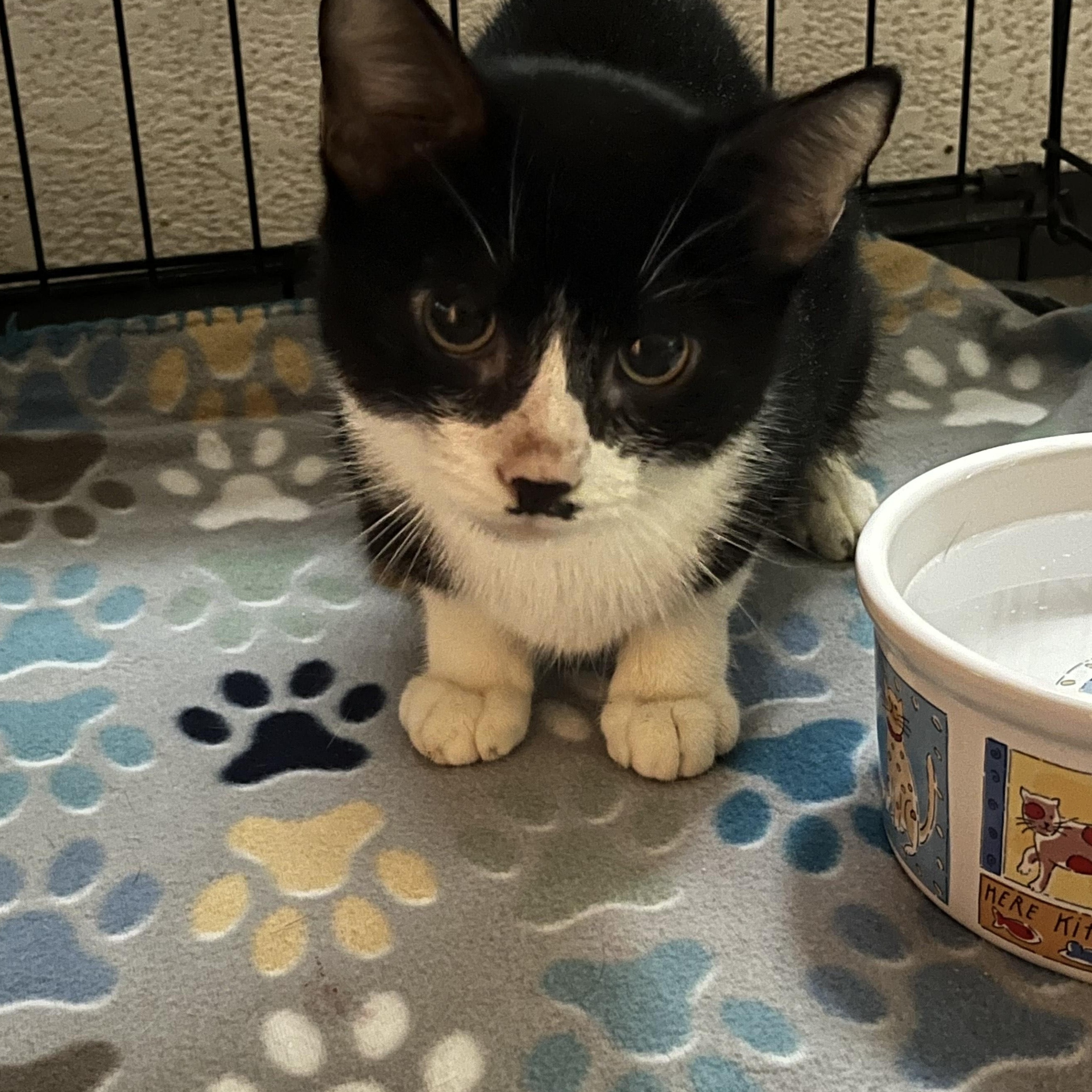 Mush 7518, ADOPTABLE, Young Male Domestic Short Hair.