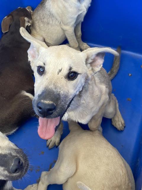 Norman -- URGENT AND AT RISK!!